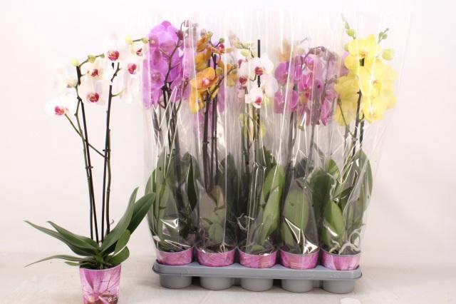 <h4>PHAL GEM 5 KL</h4>