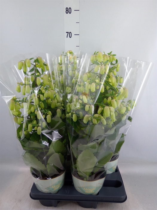 <h4>Kalanchoe  'Magic Bell'</h4>