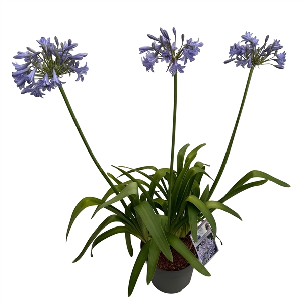 <h4>Agapanthus 'Glen Avon' sense</h4>