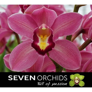 CYMB T ROLLERCOASTER