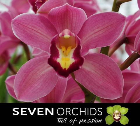 <h4>CYMB T ROLLERCOASTER</h4>