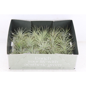 arr3 CP - Till. - Ionantha groen x20