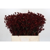 Anigozanthos Bush Ruby