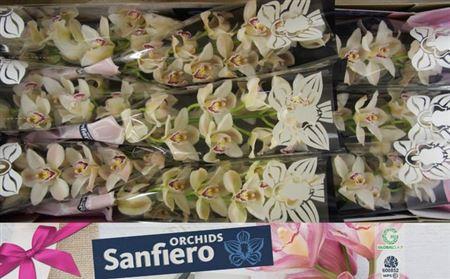 <h4>Cymb T Cascade</h4>