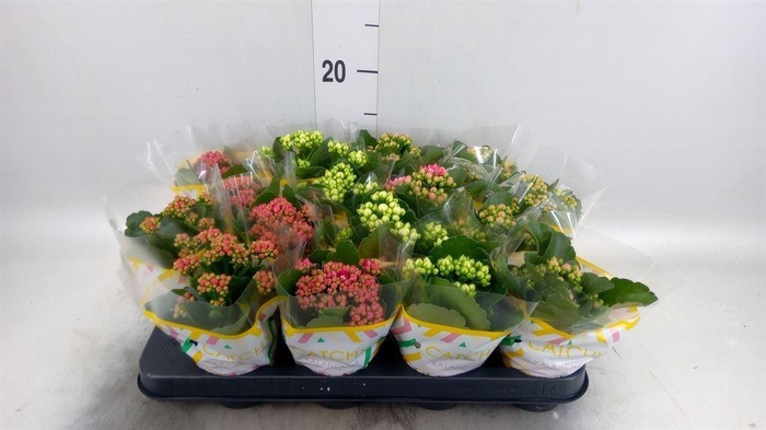 <h4>Kalanchoe blos.   ..rosebud mix  5</h4>