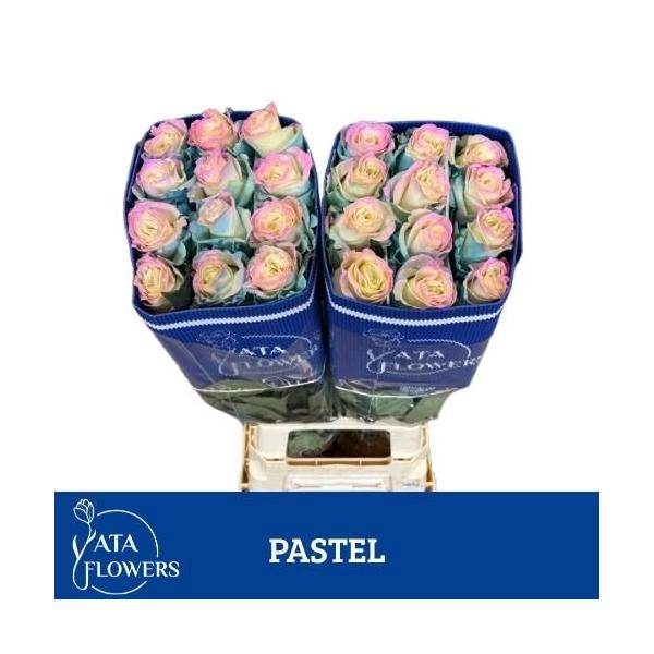 <h4>R gr Tinted Pastel</h4>