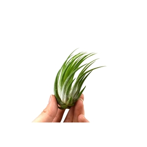 Tillandsia ionantha scaposa