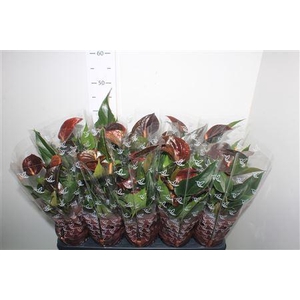 Anthu An C Chocolate 5+
