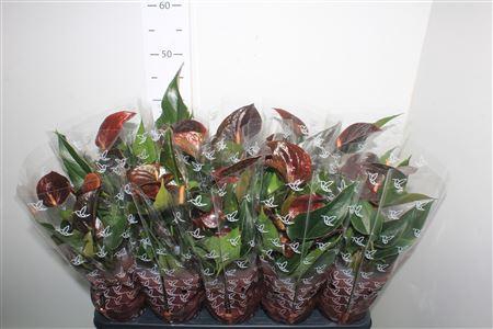 <h4>Anthu An C Chocolate 5+</h4>