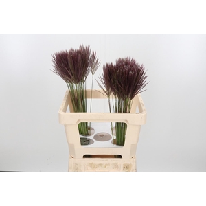 Chloris Roxburghiana