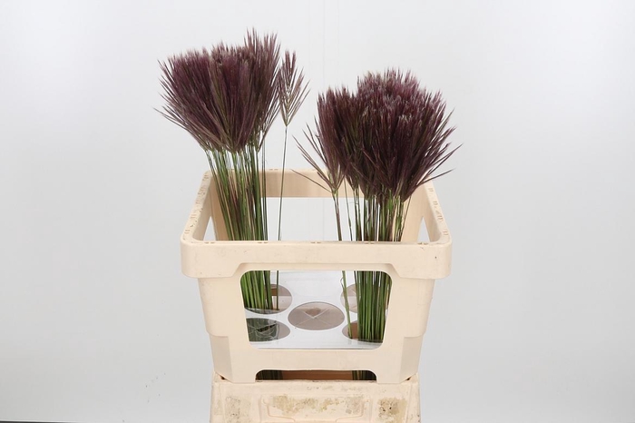 <h4>Chloris Roxburghiana</h4>