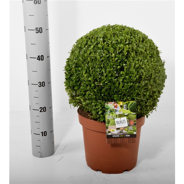 <h4>Buxus sempervirens terracotta Ø 30-35 cm (Klokdeal)</h4>