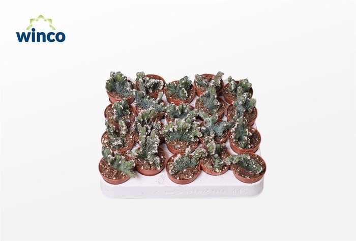 <h4>CACTUS OV</h4>