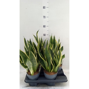 Sansevieria trifa. 'Futura Superba'