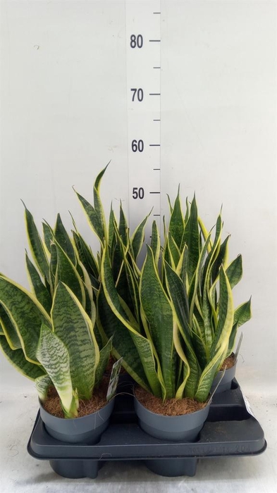 <h4>Sansevieria trifa. 'Futura Superba'</h4>