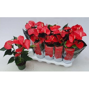 Anthurium Royal Champion 12Ø 45cm 5fl