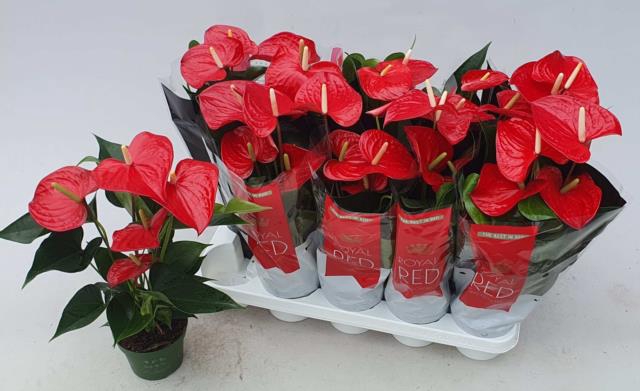 Anthurium Royal Champion 12Ø 45cm 5fl