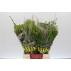 BQ Cape Greenmix