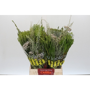 BQ Cape Greenmix