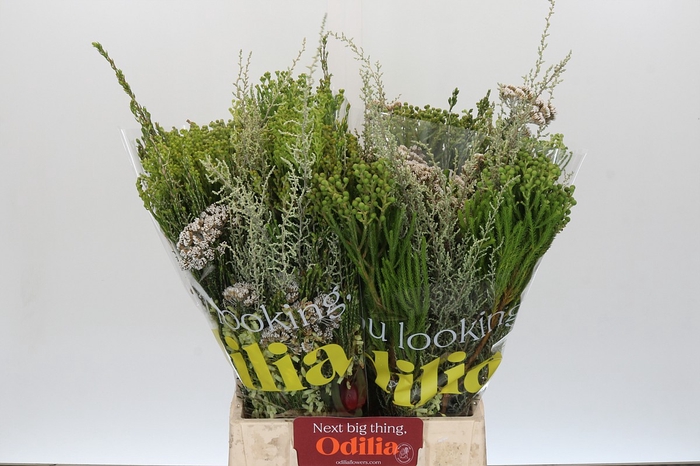 <h4>BQ Cape Greenmix</h4>