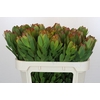 Leucadendron Goldstrike