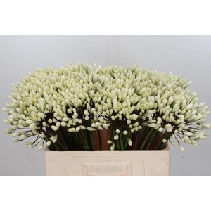 Agapanthus Barcelona