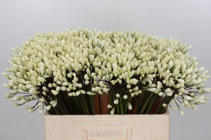 <h4>Agapanthus Barcelona</h4>