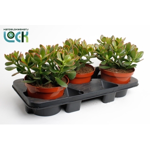 Crassula Ovata Sunset