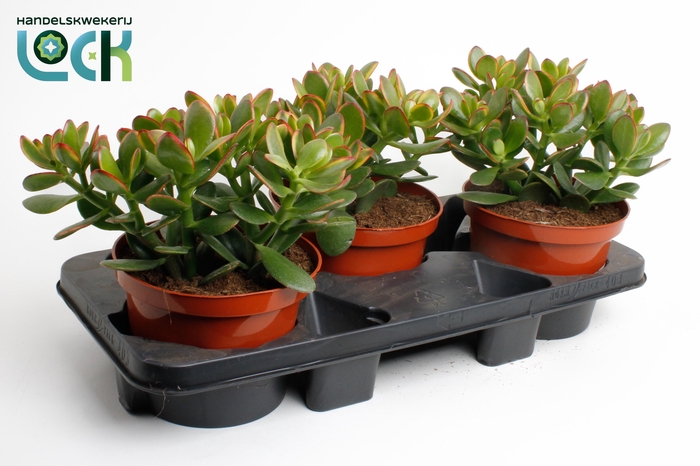 <h4>Crassula Ovata Sunset</h4>