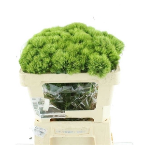 DI BARB GREEN TRICK