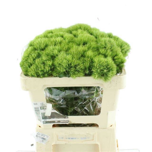 <h4>DI BARB GREEN TRICK</h4>