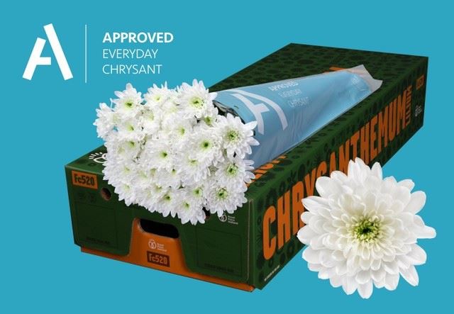 <h4>CHRYSANTHEMUM TR 'BALTICA' Approved</h4>