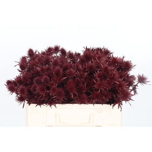 Eryn Supernova Kl Bh Bordeaux
