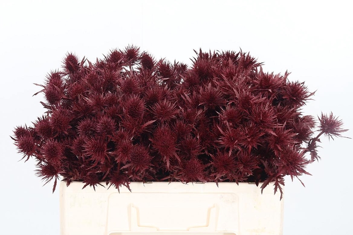<h4>Eryn Supernova Kl Bh Bordeaux</h4>