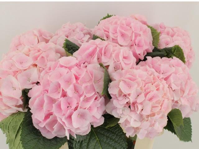 <h4>HYDR M MY PINKTOU RZ</h4>