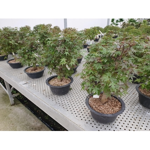 Acer palmatum 'Deshojo', in 23cm trainingspot.