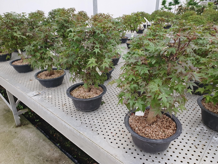 <h4>Acer palmatum 'Deshojo', in 23cm trainingspot.</h4>