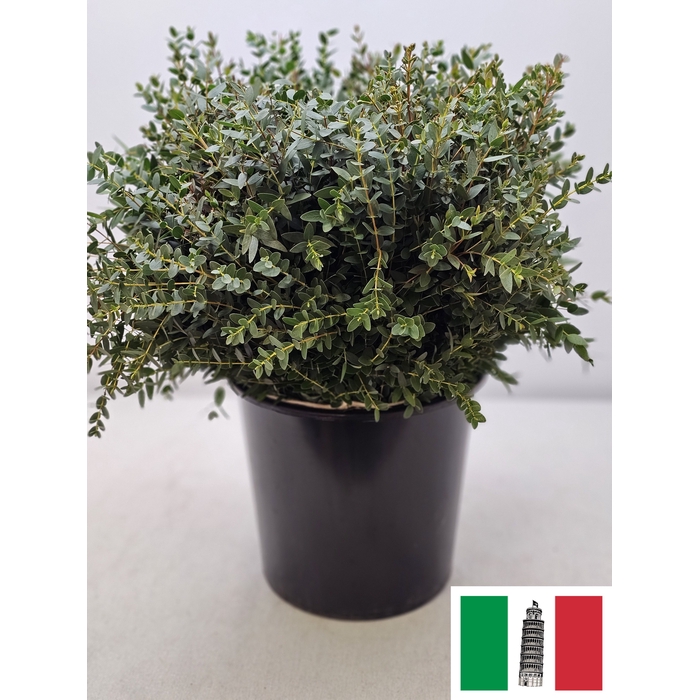 <h4>EUC PARVIFOLIA PB</h4>