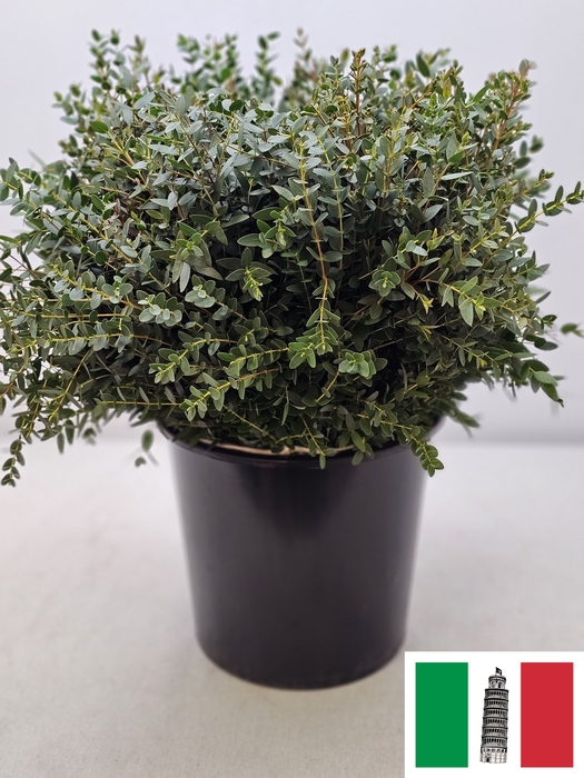 EUC PARVIFOLIA PB