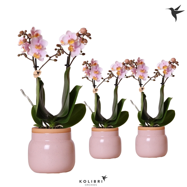 <h4>Kolibri Orchids Phalaenopsis pink 2 spike in Vintage Bowl pink</h4>