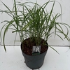 Miscanthus 'Flamingo' (10ltr)