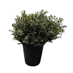 Euca Parvifolia Short 150gr