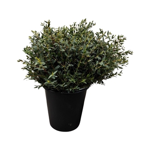 Euca Parvifolia Short 150gr