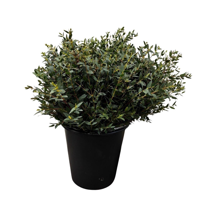 <h4>Euca Parvifolia Short 150gr</h4>