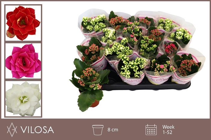 <h4>KAL GE GEM 4 KL</h4>