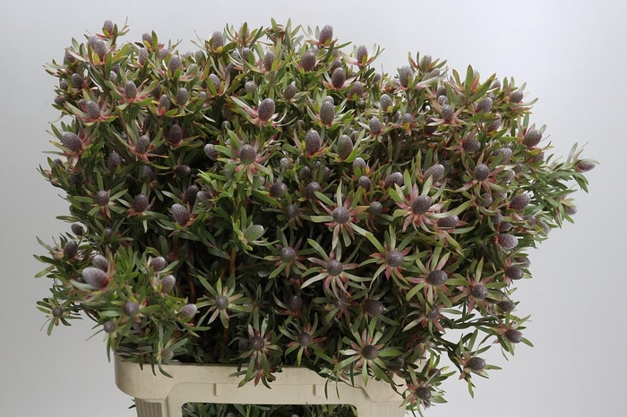 <h4>Leucadendron Ayoba Star Pearl</h4>