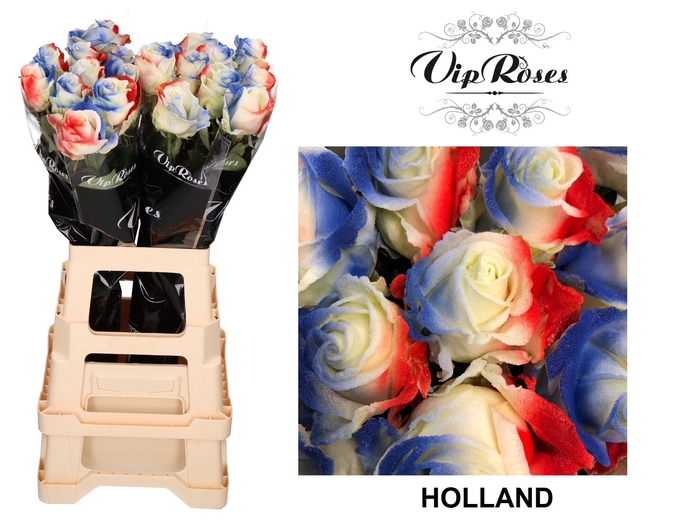 <h4>R GR FLAG FRANCE</h4>
