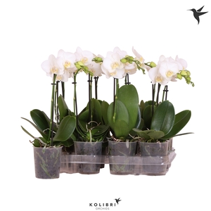 Kolibri Orchids Phalaenopsis White 1 spike No label