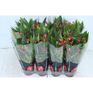 ANTHURIUM MINI MILLION FLOWERS P09 VERMELHO