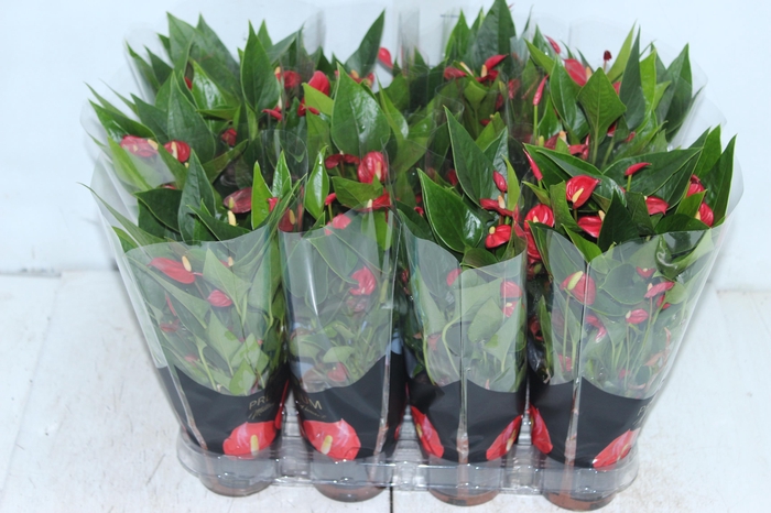 <h4>ANTHURIUM MINI MILLION FLOWERS P09</h4>